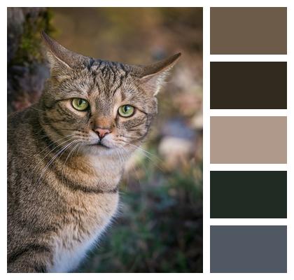 Cat European Shorthair Domestic Animal Image